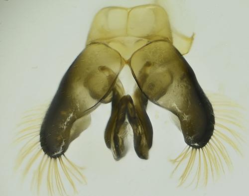 Réf. 348 115 : Hylaeus signatus